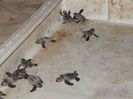 Hatchlings that are ready for release.