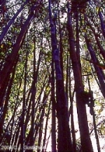 San Gervasio Bamboo