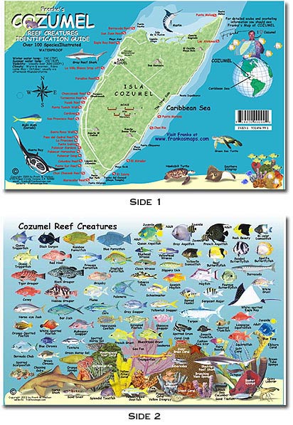 Cozumel Reef Creaturess ID Card