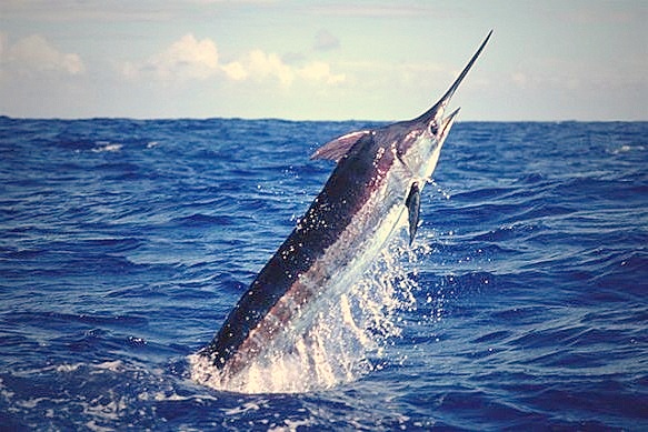 Billfish - Atlantic Blue Marlin