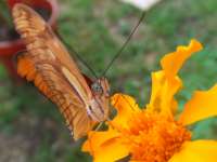 This Marigold is Yummy!