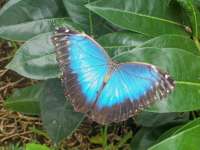 Blue Morpho at Rest