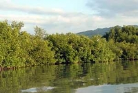 Beautiful mangroves along the water's edge