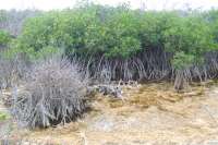 Mangroves of Cozumel