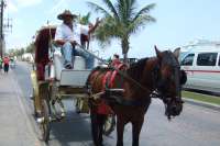 Enjoy a Carriage Ride Tour Through the City!