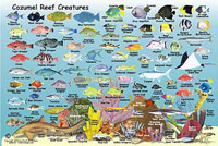 Reef Map - Side 2