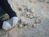 Volunteer counting turtle eggs and hatches