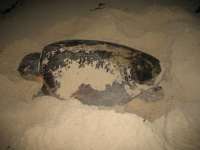Sea Turtle making nest on Cozumel Beach