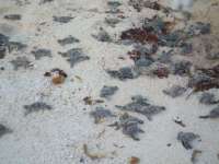Baby turtles on their way to the sea!