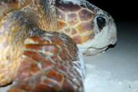 Turtles eyes cry tears when out of the sea