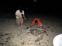 Volunteers measuring the size of a turtle