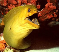 Green Moray