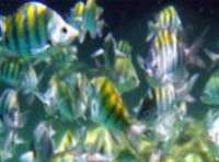 Incredible Snorkeling!