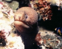 Goldentail Morey