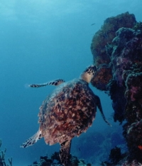 Green Turtle