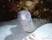 Moray Eel