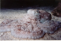 Octopus seen on night dive