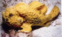 Yellow Frogfish