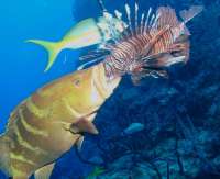 Grouper Learning to Feed on Lionfish