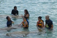 Dolphin Discovery Manatees
