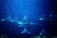 Eagle Ray