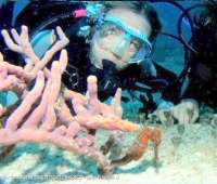 See reef creatures big and small in Cozumel!