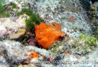 Another one of Cozumel's reef creatures!