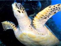 Cozumel Turtle up!