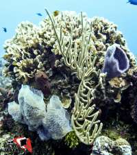Beautiful Corals & Sponges Abound in Cozumel!