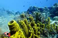 Unlock the vibrant colors of underwater Cozumel!
