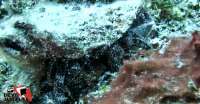 Come Experience Cozumel Diving with Jamanta!