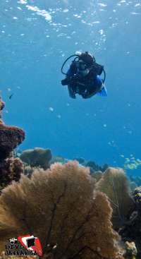Experience the deep blue of Cozumel with Jamanta!