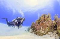 Best Diving Around Cozumel