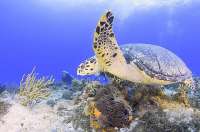 Swim with the Turtles!