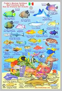 Mexican-Caribbean Fish Card - Back Side