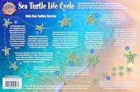 Sea Turtle Life Cycle Card - Front Side