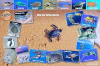Sea Turtle Life Cycle Card - Back Side