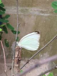 Sulfur Butterfly at Rest here at Patas y Alas!